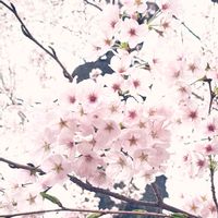 ボタニカルライフ,ドライフラワー,千葉県,ネコ好き,ベランダガーデニングの画像