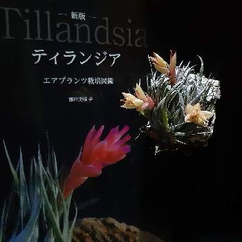 T.kautskyi,エアプランツ チランジア,エアプランツ   ティランジア,エアプランツ, チランジアの画像