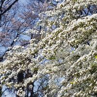サクラ,サクラ,ユキヤナギ,ユキヤナギ,いつもの遊歩道の画像