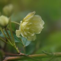 モッコウバラ,公園,散歩の画像