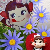 花咲く乙女たち♡,ペコちゃん祭り,miakisisa,ブルーデージー♪,花言葉の画像