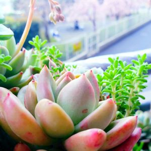 アボガドクリーム,M's Succulent Memories,幸せの多肉,幸せの刹那を積もらせよ(^o^ゞ,平和の桜の画像