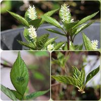 ヒトリシズカ,ハナイカダ 雄花,ハナイカダ　雌花,観察,コラージュ仲間達の画像