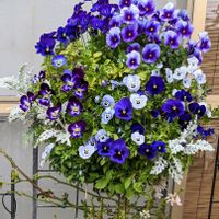 ビオラ,よく咲くスミレ,シロタエギク,エリカ,花時間の画像