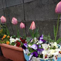 チューリップ,チューリップ♪,みどりのある暮らし,春のお花,季節を楽しむの画像