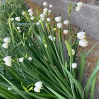 スノーフレーク,群生,プランター,山野草,花壇の画像