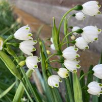 スノーフレーク,群生,プランター,山野草,花壇の画像