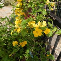 ヤマブキ,春のお花,はなのある暮らし,はちうえ,花のある暮らしの画像