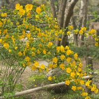 ヤマブキ,開花,緑が好き,日本庭園,黄色の花の画像