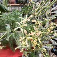 多肉植物,パキポディウム属,サボテン科,アスコセンダ☆,ばら バラ 薔薇の画像