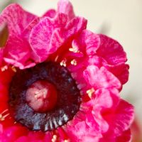 ギョリュウバイ,スマホ撮影,マクロレンズ,庭に咲く花,赤色の花の画像
