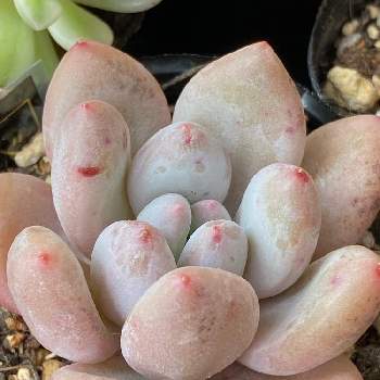 秀麗,多肉植物,ちょんぱ,ホムセン多肉,植え替えの画像