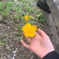 ヤマブキの画像