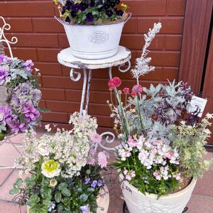 アルメリア バレリーナ,寄せ植え,鉢植え,可愛い〜♡,花のある暮らしの画像