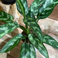 アグラオネマ・マリア,アグラオネマ　マリア,観葉植物,ハイドロカルチャー,ハイドロボールの画像
