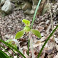 シュンラン,観葉植物,山野草,洋ラン,お花の画像