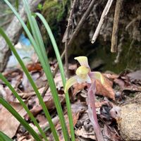 シュンラン,観葉植物,山野草,洋ラン,お花の画像