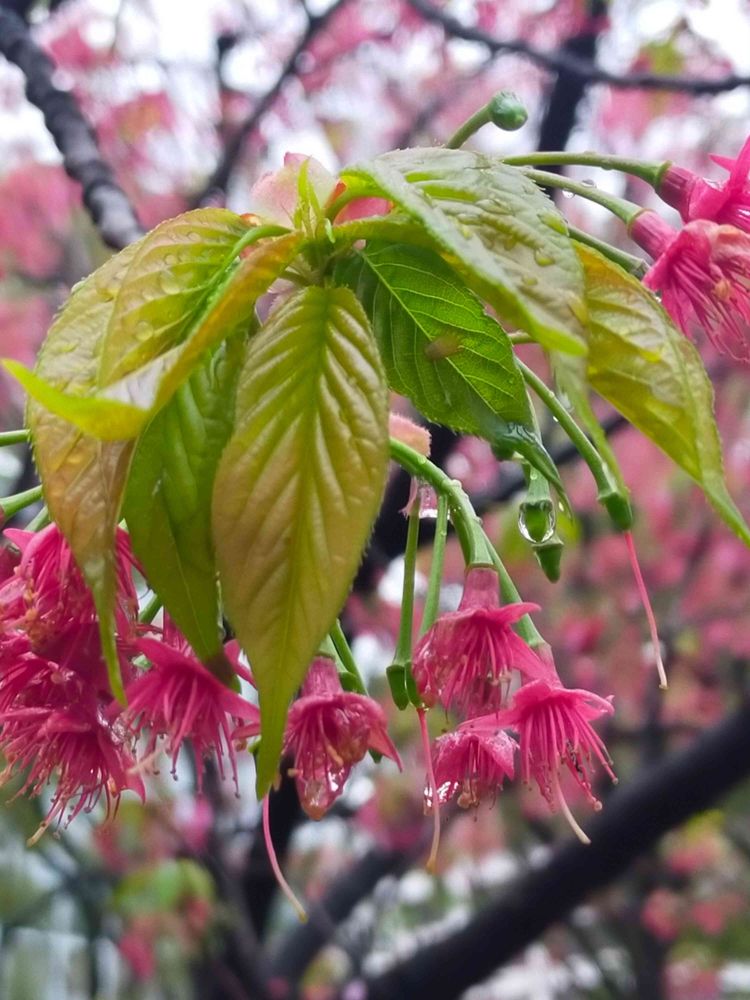 とりさんの横浜公園への投稿