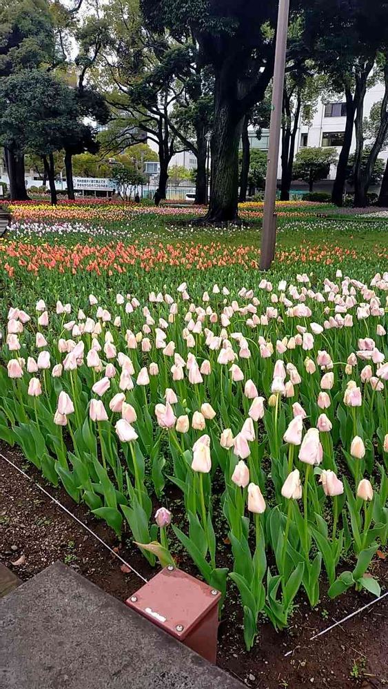 とりさんの横浜公園への投稿