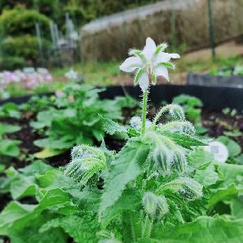 ボリジ 白花,ボリジ,ボタニカルライフ,おうち園芸,ハーブのある暮らしの画像