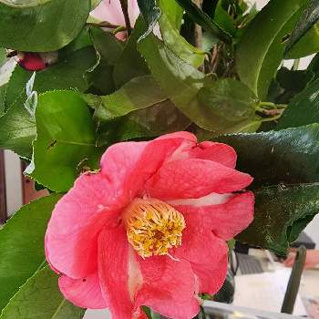 つばき,花束,ピンク❤︎ピンク,北海道,札幌の画像