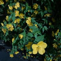 ヤマブキの画像