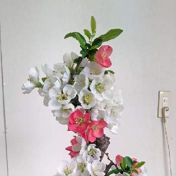 種蒔きビオラ,花のある暮らしの画像