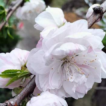 種蒔きビオラ,花のある暮らしの画像