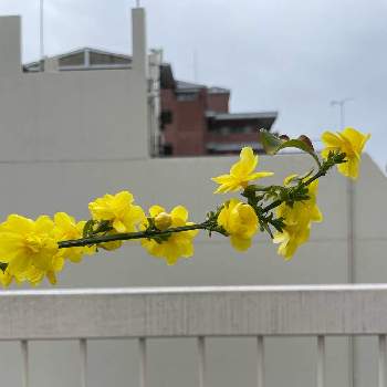 種蒔きビオラ,花のある暮らしの画像