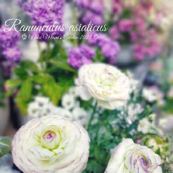 種蒔きビオラ,花のある暮らしの画像