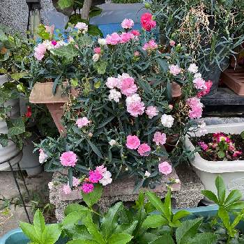 カーネーション♡,お花大好き♡,クリスマスローズ鉢植え,緑のある暮らし,花のある暮らしの画像