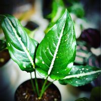 アグラオネマ,かっこいい！,観葉植物,緑大好き,美人さんの画像