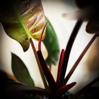 フィロデンドロンサンレッド,かっこいい！,観葉植物,キラキラ✨,緑大好きの画像