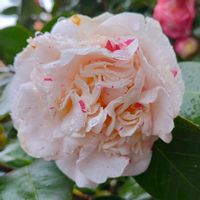 ツバキ,西洋椿,マーガレットデイビス,つばき　マーガレットデイビス,botanical lifeの画像