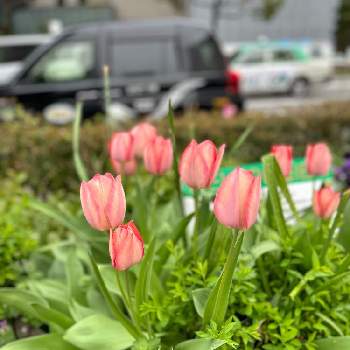 千日紅,コスモス,薔薇,ダリア,ベゴニアの画像