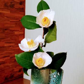 キューバパールグラス,水草,成長記録の画像