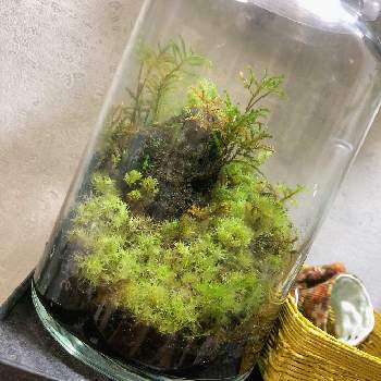 キューバパールグラス,水草,成長記録の画像