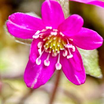 千日紅,コスモス,薔薇,ダリア,ベゴニアの画像