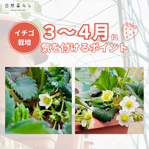 ガーデニング,植物のある暮らし,肥料,プランター栽培,ベランダ菜園の画像