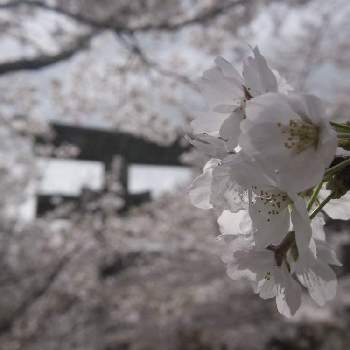 ミモザ,16日はイエローの日,ウクライナに平和を,今日のうれしかったこと,#最前線のあなたへの画像