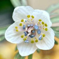 セツブンソウ,スマホ撮影,マクロレンズ,庭に咲く花,我が家の花達の画像