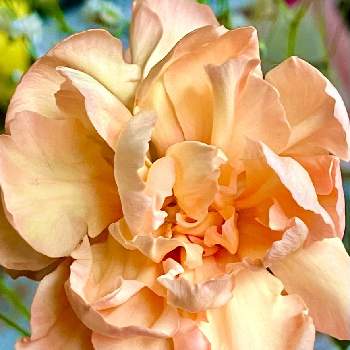 カーネーション,カーネーション♡,切り花,オレンジ色の花,部屋の画像