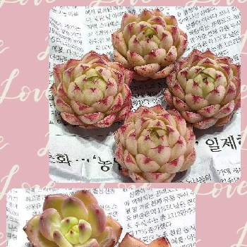 多肉植物 エケベリアの画像