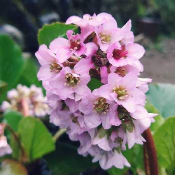 千日紅,コスモス,薔薇,ダリア,ベゴニアの画像
