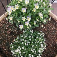GSforキッズ,GSでお買い物,ハンキング,ビオラ・パンジー,おうちde菜園の画像