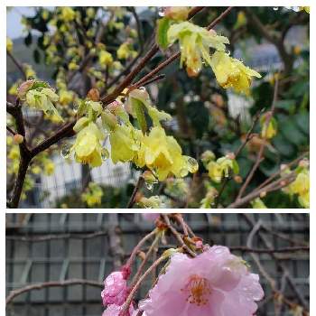 新型コロナウィルスに負けるな,里山のある暮らし,裏山のここ撮れワンワンの画像