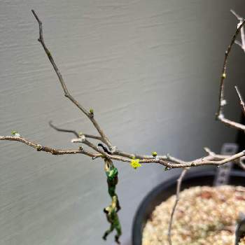 ペラルゴニウム・ミラビレ,挿し木,塊根植物,冬型塊根植物の画像
