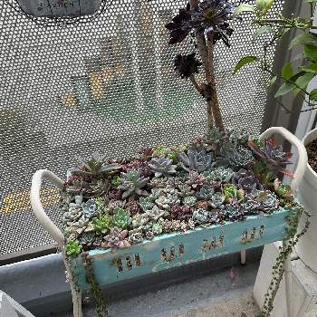 白蓮華,実生記録の画像