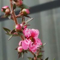 ギョリュウバイ,ピンク色,春の庭,おうち園芸,お花に癒されての画像