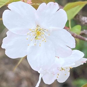 サクラ,ヤマザクラ,山野草,花木,樹木の画像